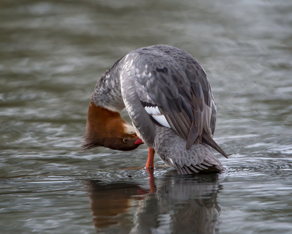 D04_3696.jpg - Common Merganser