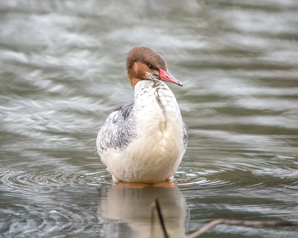 D04_3703.jpg - Common Merganser