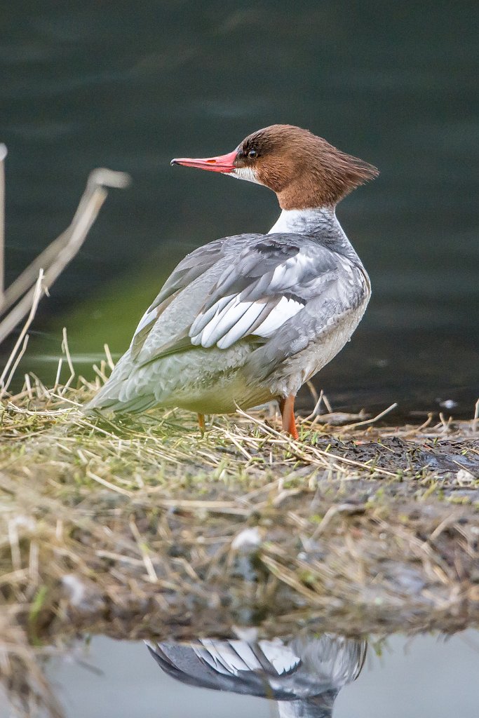 D04_3740.jpg - Common Merganser