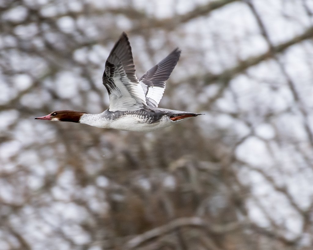 D05_0078.jpg - Common Merganser