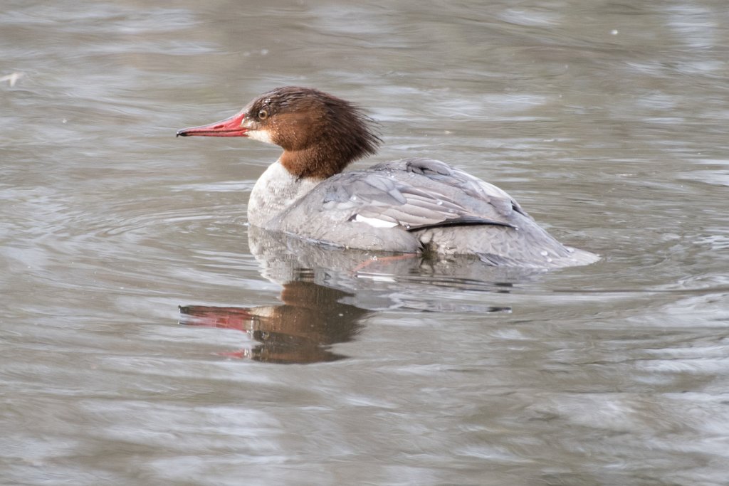 D05_0857.jpg - Common Merganser