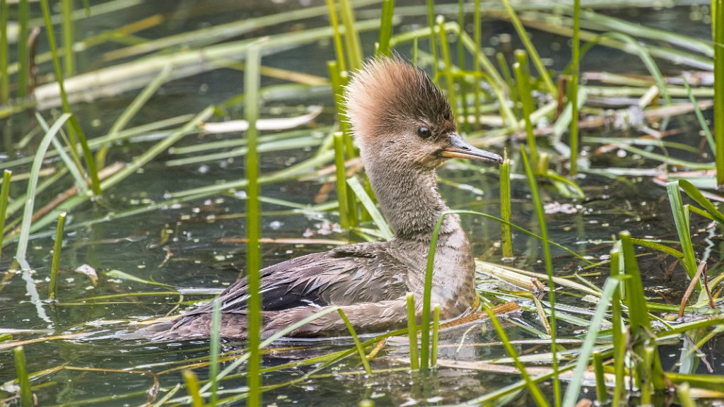 D05_1941.jpg - Hooded Merganser