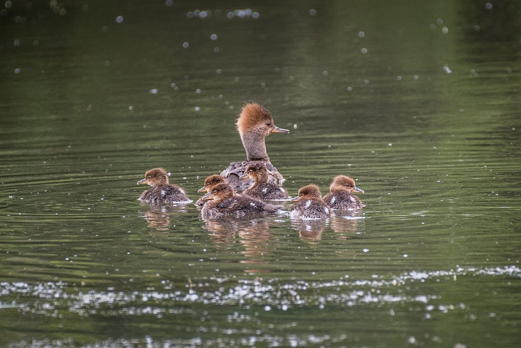 D05_1966.jpg - Hooded Merganser