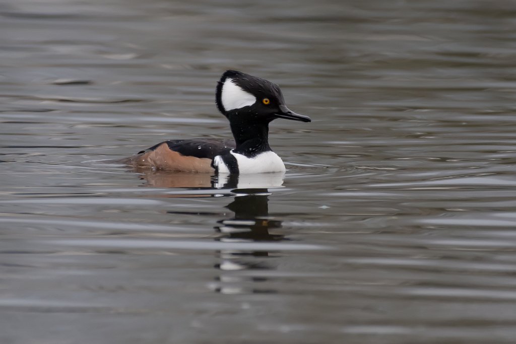 D05_2023.jpg - Hooded Merganser