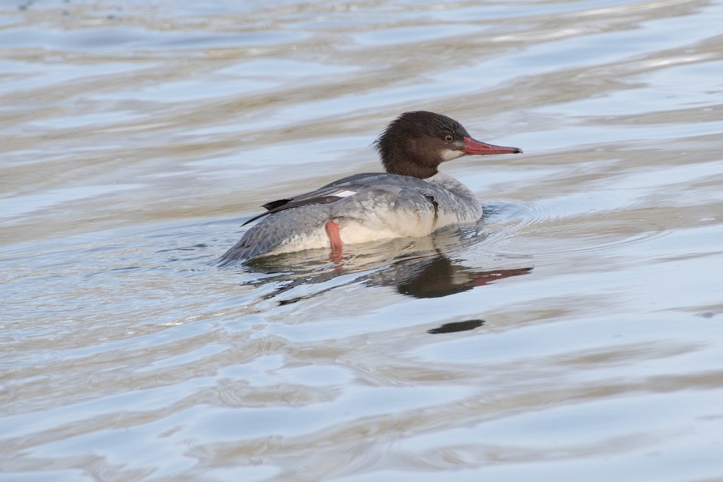 D05_2865.jpg - Common Merganser