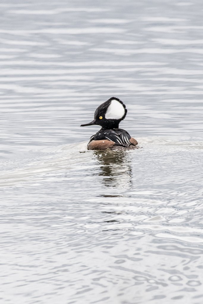 D05_3052.jpg - Hooded Merganser