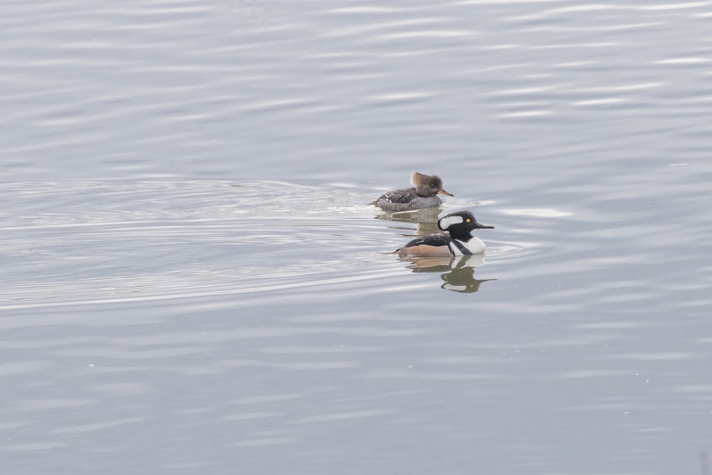 D05_3077.jpg - Hooded Merganser