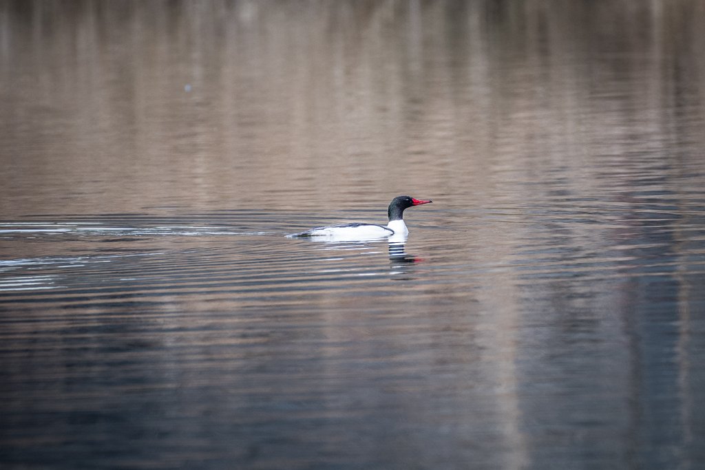 D05_3500.jpg - Common Merganser