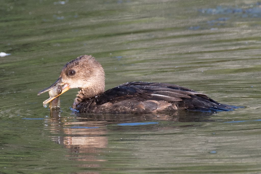 D05_3531.jpg - Hooded Merganser