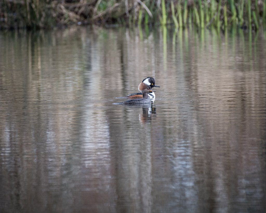 D05_3624.jpg - Hooded Mergansers