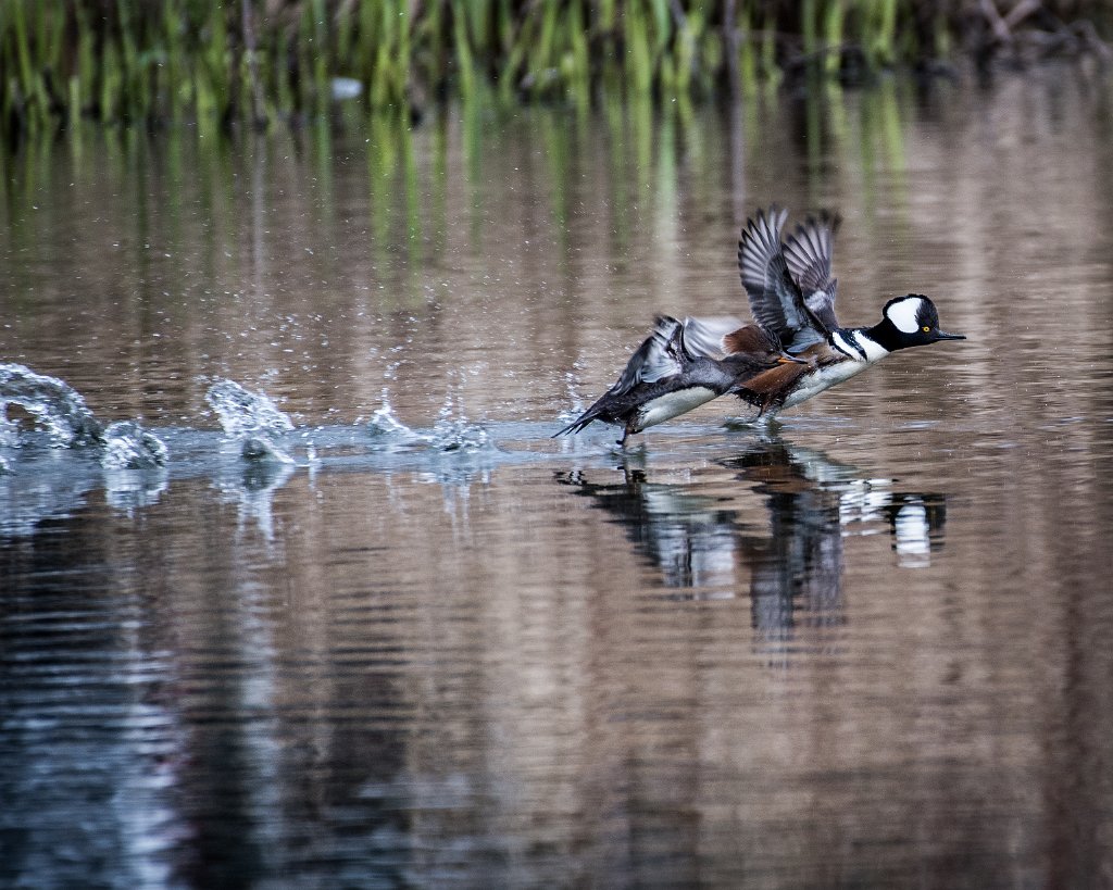 D05_3629.jpg - Hooded Mergansers