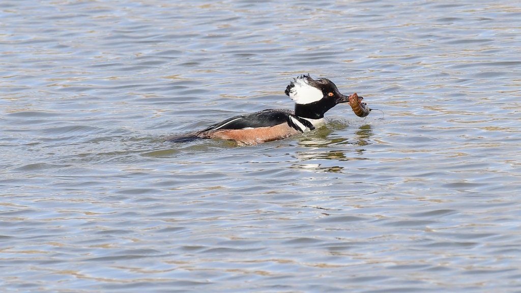 D05_4092.jpg - Hooded Merganser with Crayfish