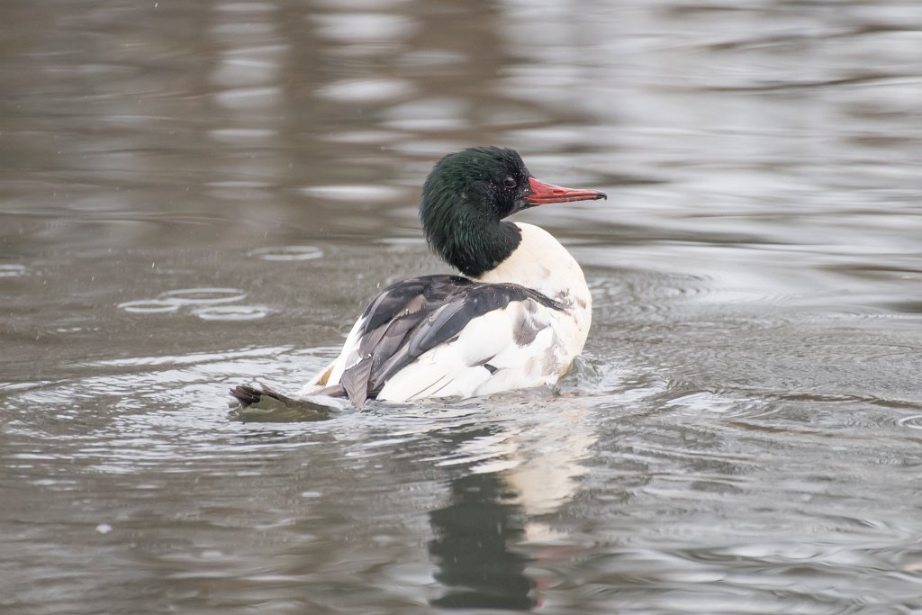 D05_5096-2.jpg - Common Merganser