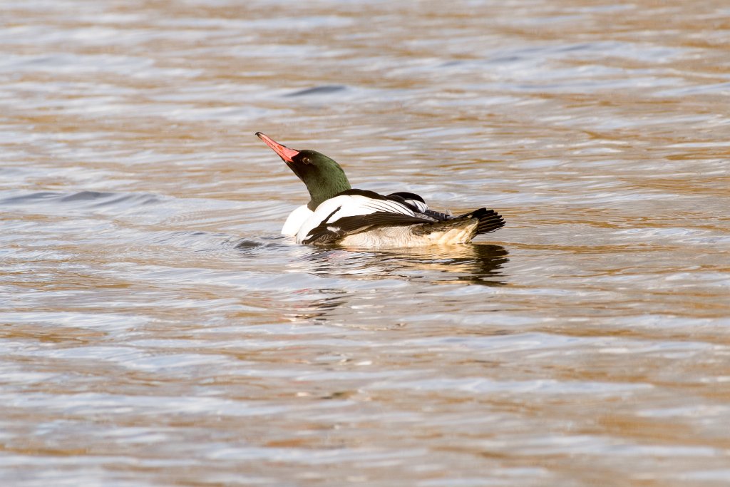 D05_5379.jpg - Common Merganser