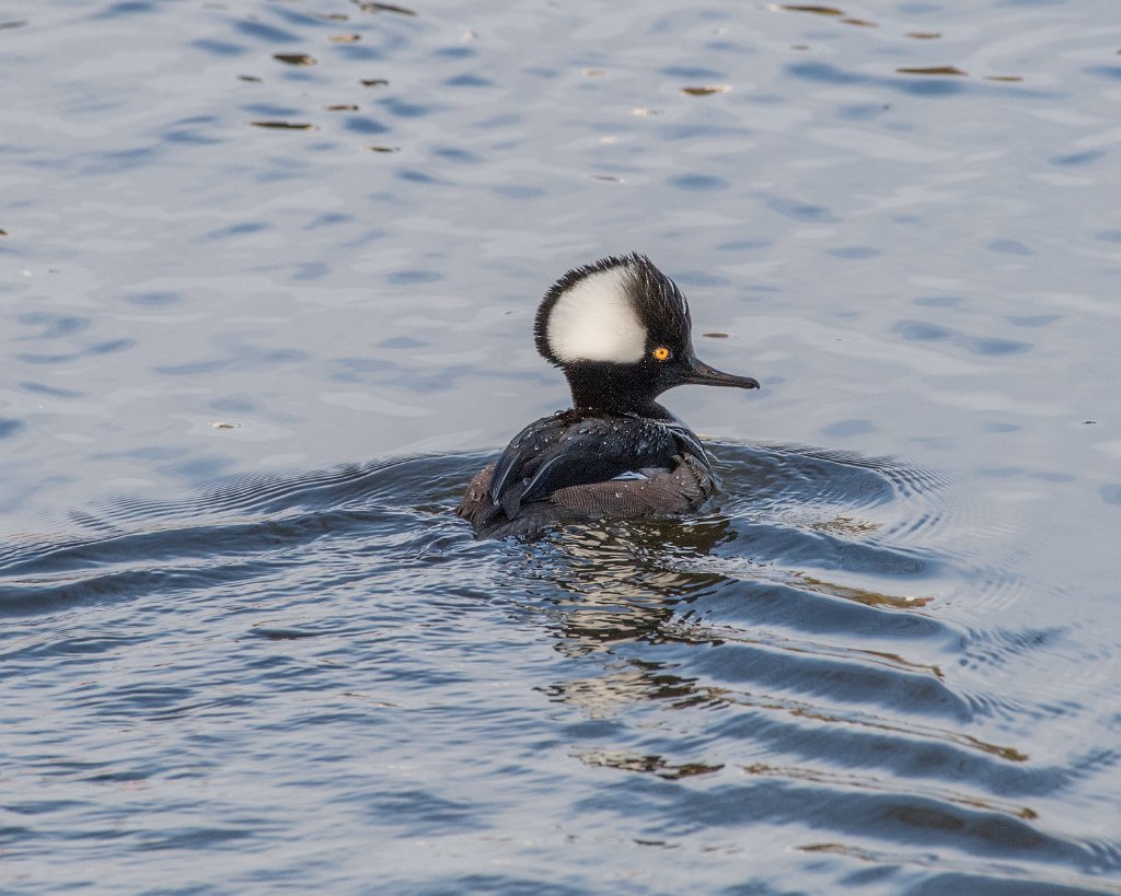 D05_5499.jpg - Hooded Merganser