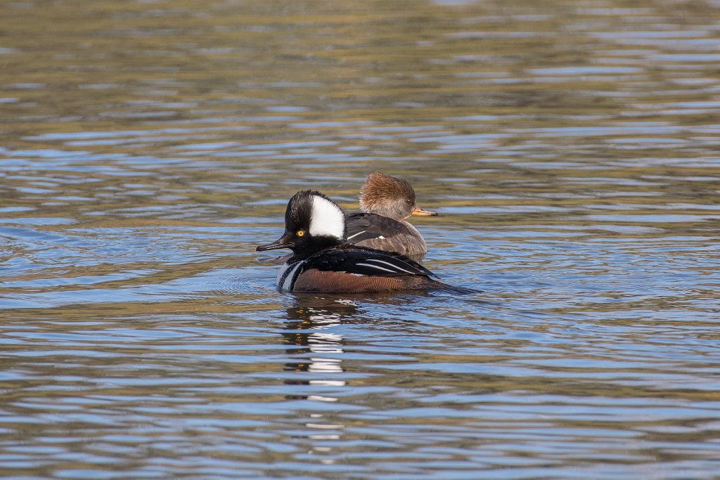 D05_5590.jpg - Hooded Merganser