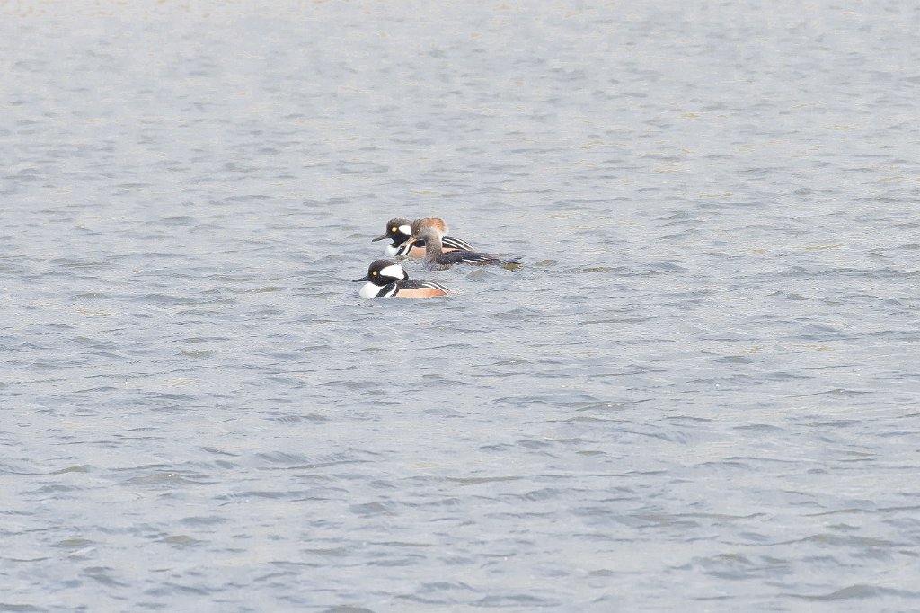 D05_5817.jpg - Hooded Merganser and Merganserette