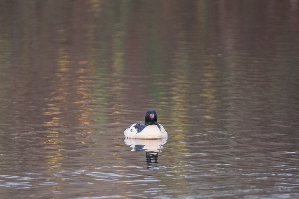 D05_5908.jpg - Common Merganser