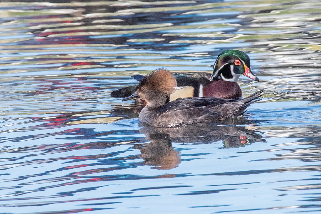 D05_6698.jpg - Hooded Merganser and Wood Duck