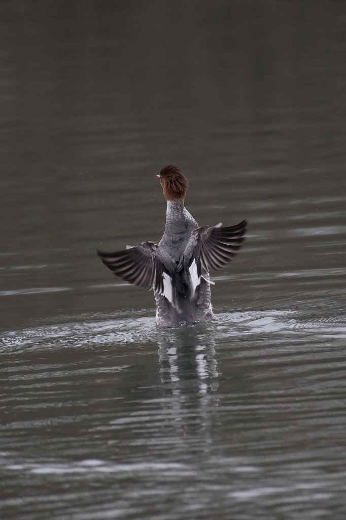 D05_8425.jpg - Common Merganser