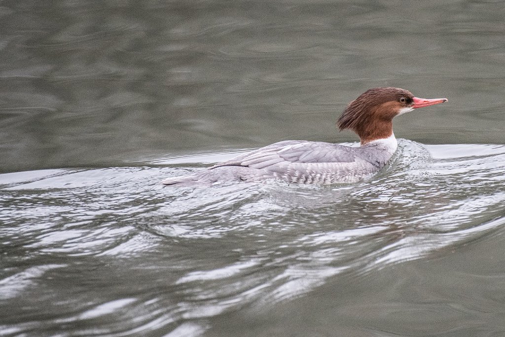 D05_8471.jpg - Common Merganser