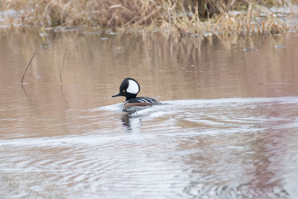 D05_8654-2.jpg - Hooded Merganser