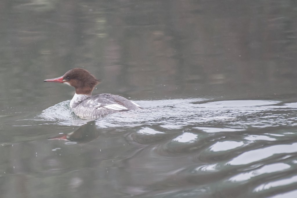 D05_8867.jpg - Common Merganser