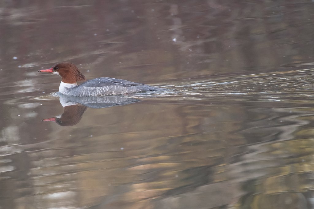 D05_8981.jpg - Common Merganser