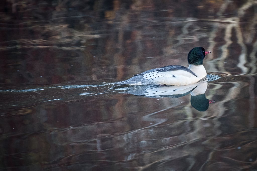 D05_8988.jpg - Common Merganser