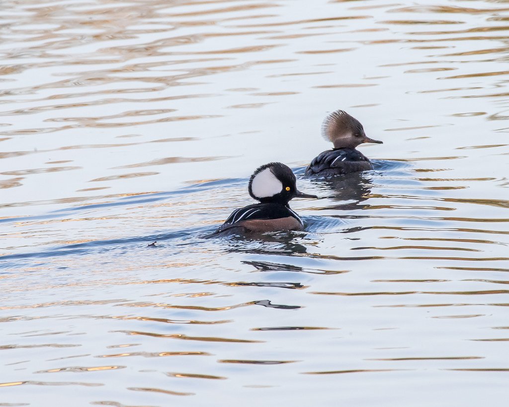 D05_9006.jpg - Hooded Merganser