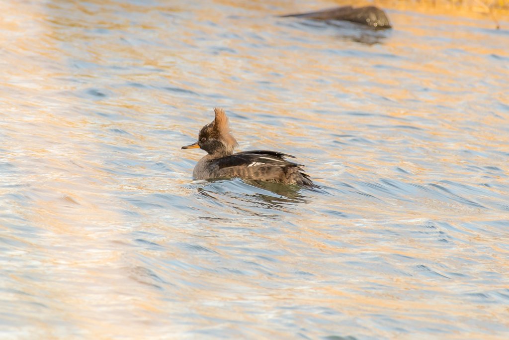 D05_9200.jpg - Hooded Merganser