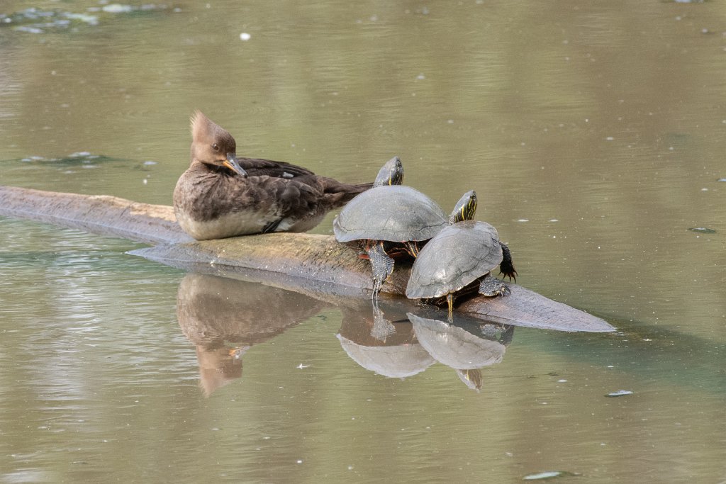 D85_1062.jpg - Hooded Merganser + Western Painted Turtles