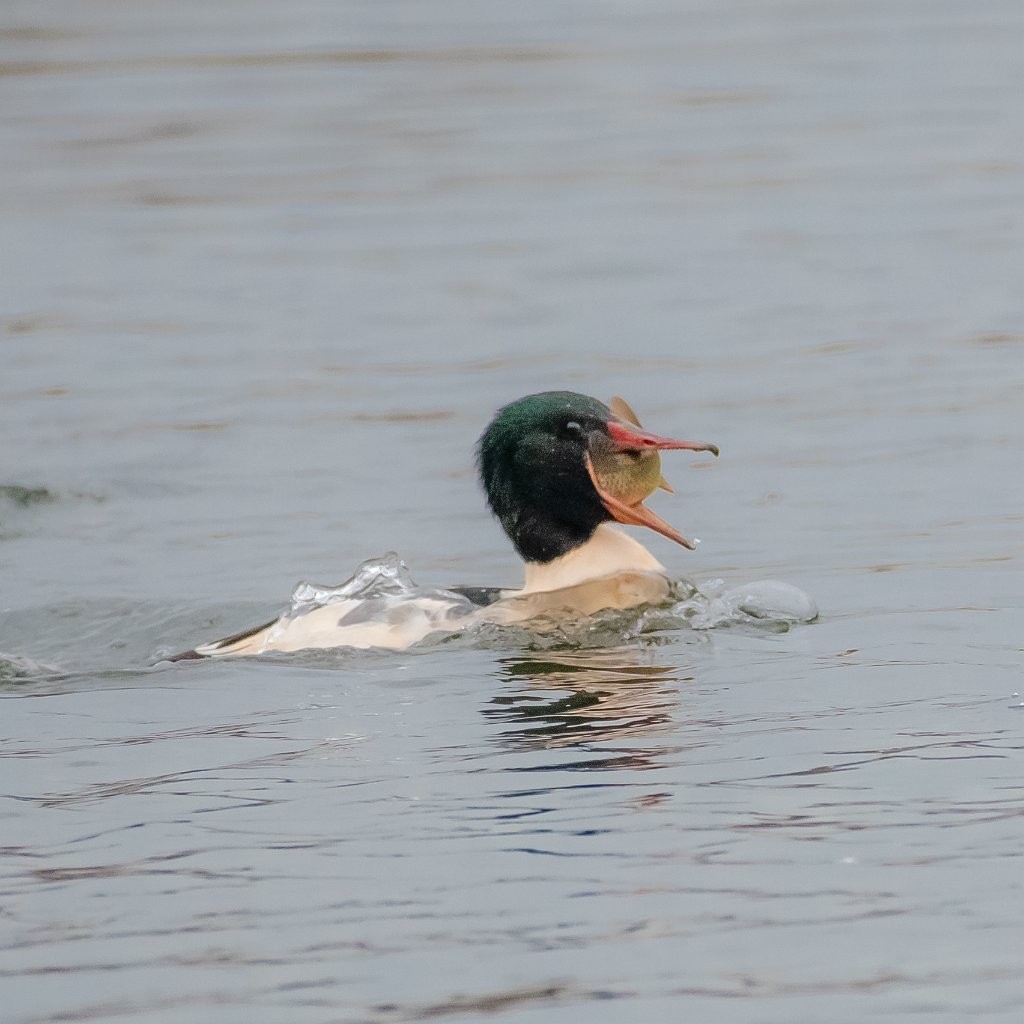 D85_2776.jpg - Common Merganser(s)