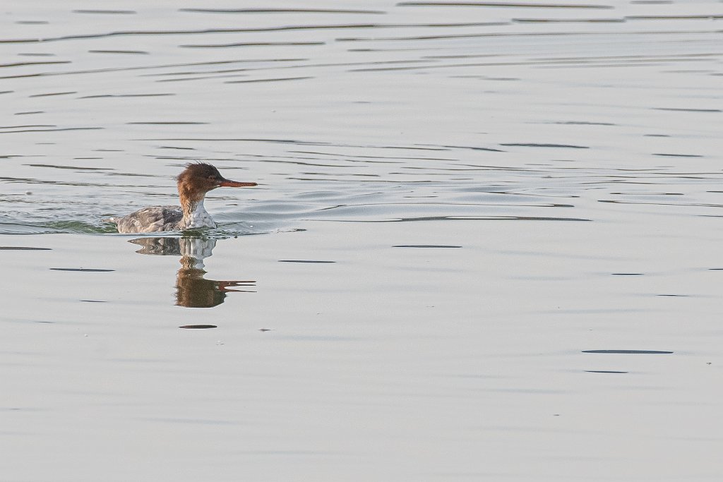 D85_3149.jpg - Red-breasted Merganser