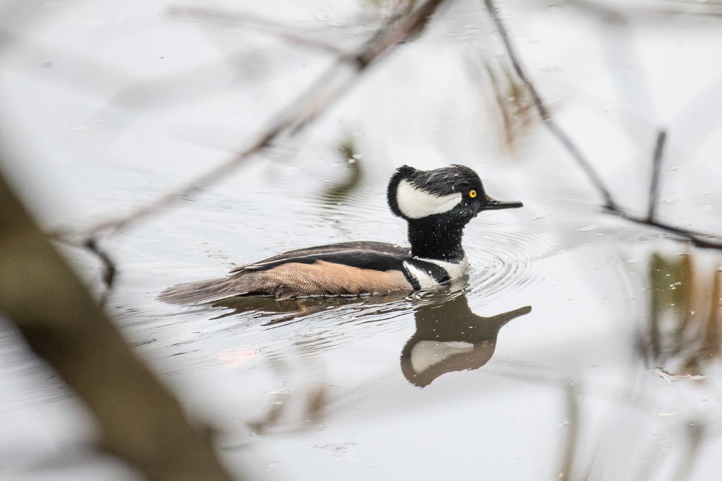 D85_3185.jpg - Hooded Merganser