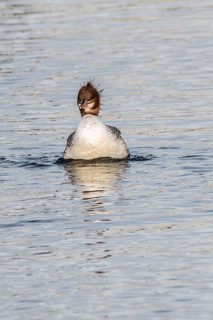 D85_3347.jpg - Common Merganser