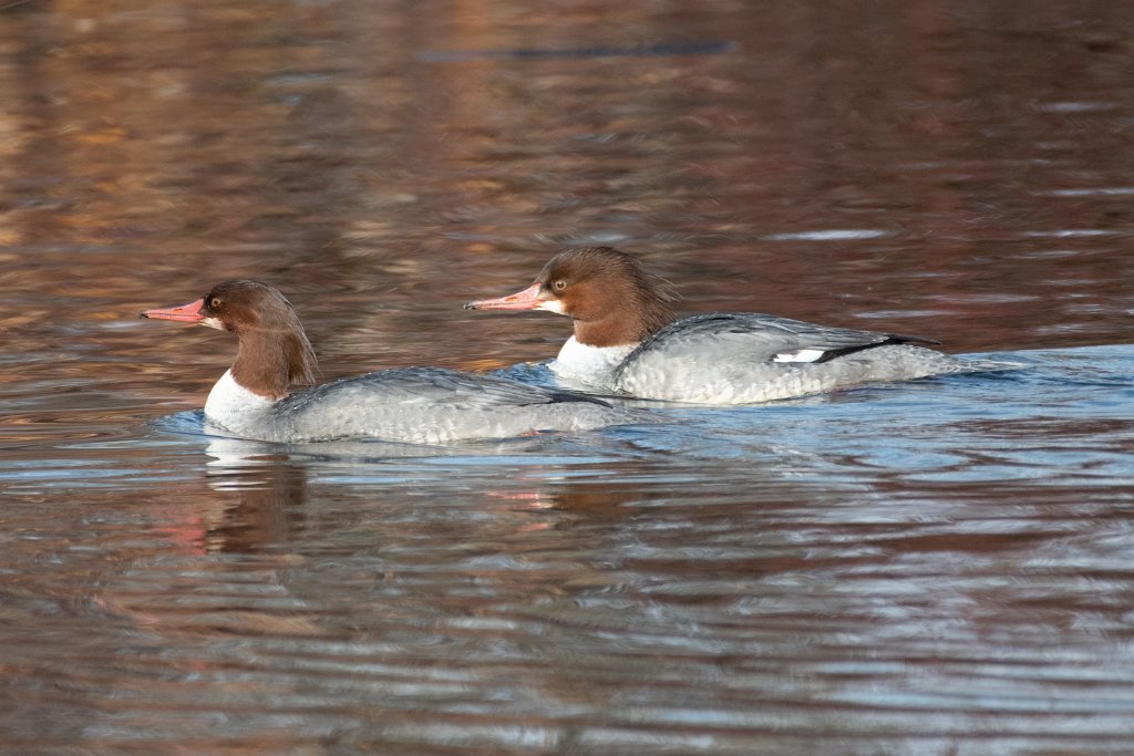 D85_3360.jpg - Common Mergansers