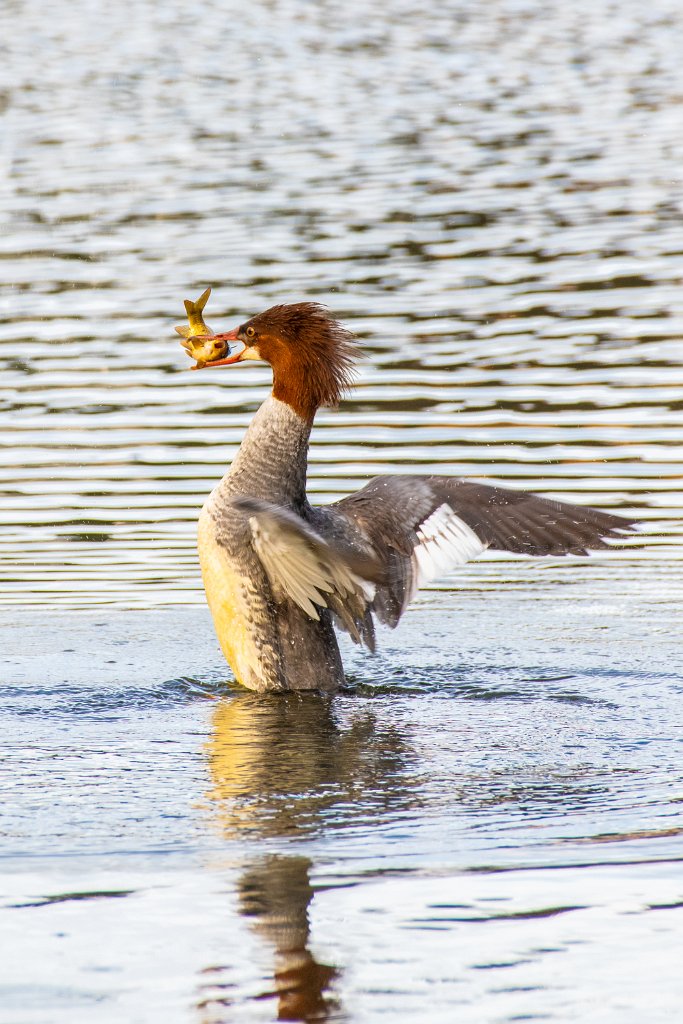 D85_3616.jpg - Common Merganser