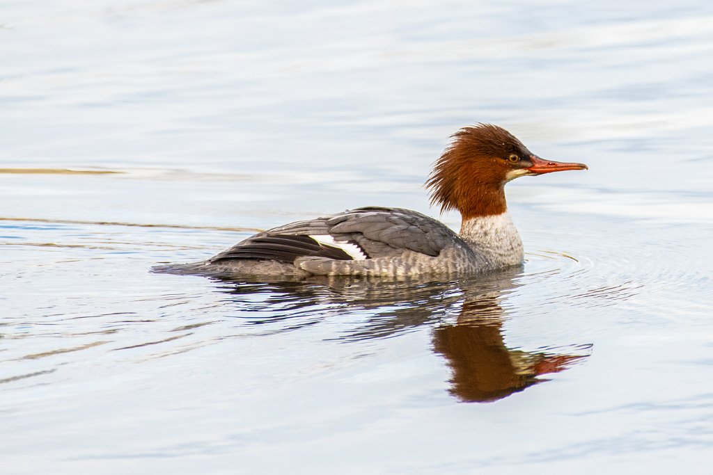 D85_3626.jpg - Common Merganser