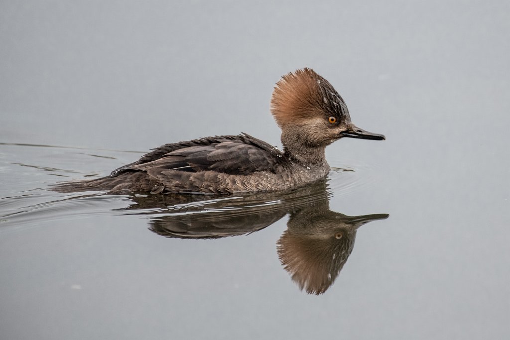 D85_4262.jpg - Hooded Merganser