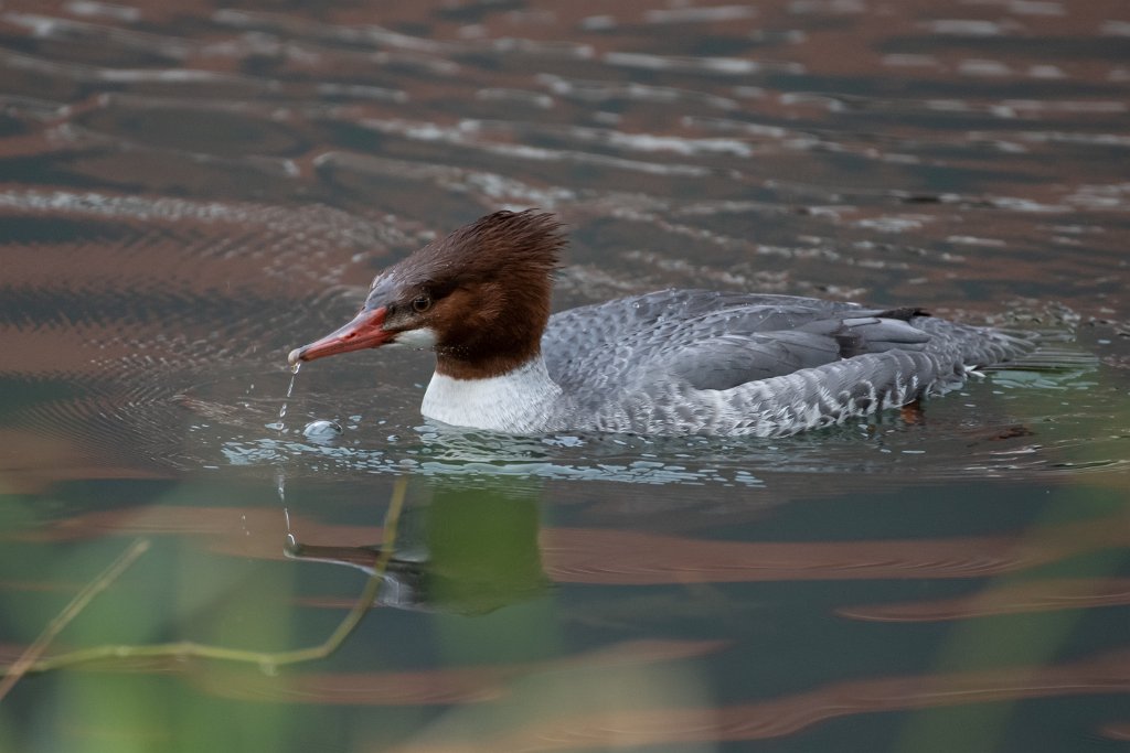 D85_4294.jpg - Common Merganser