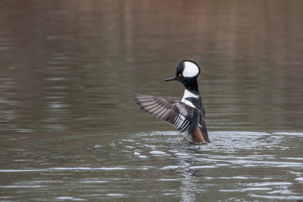 D85_4385.jpg - Hooded Merganser