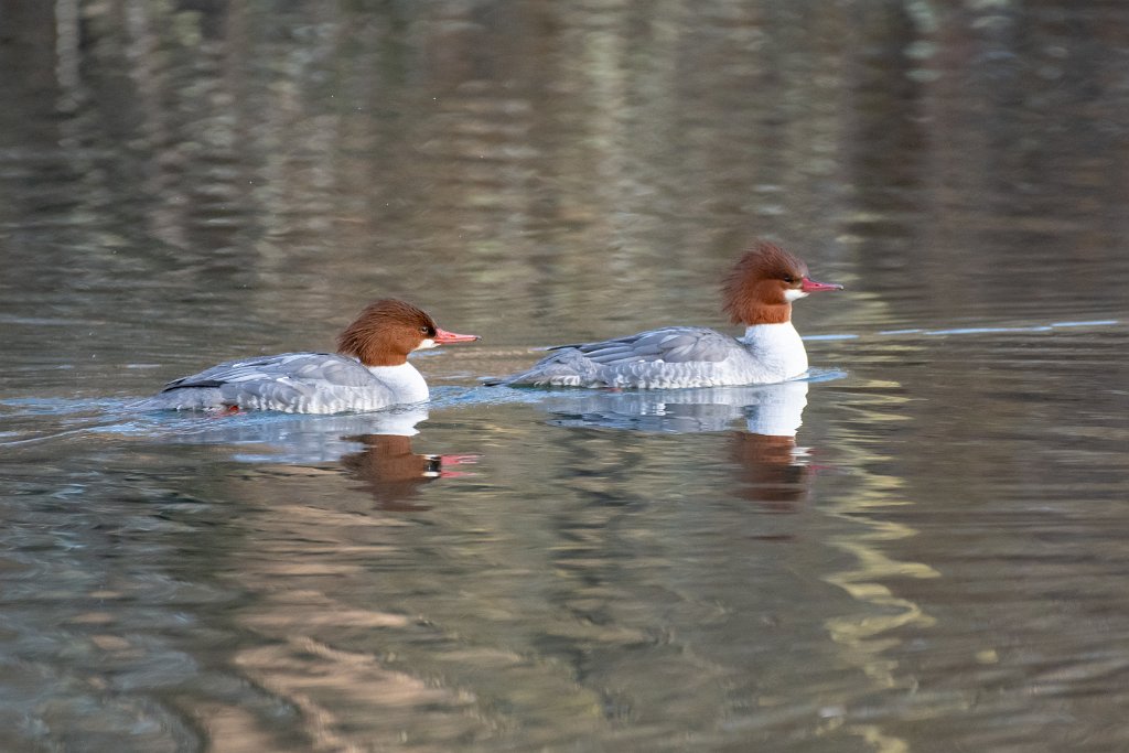 D85_4740.jpg - Common Merganser