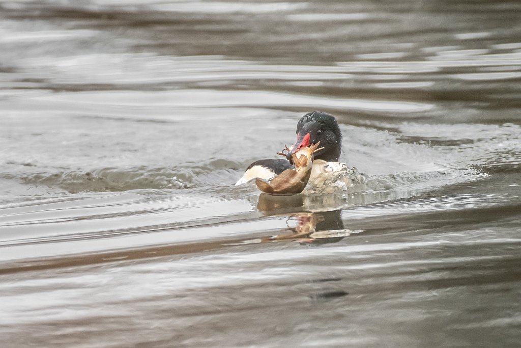 D85_4981.jpg - Common Merganser