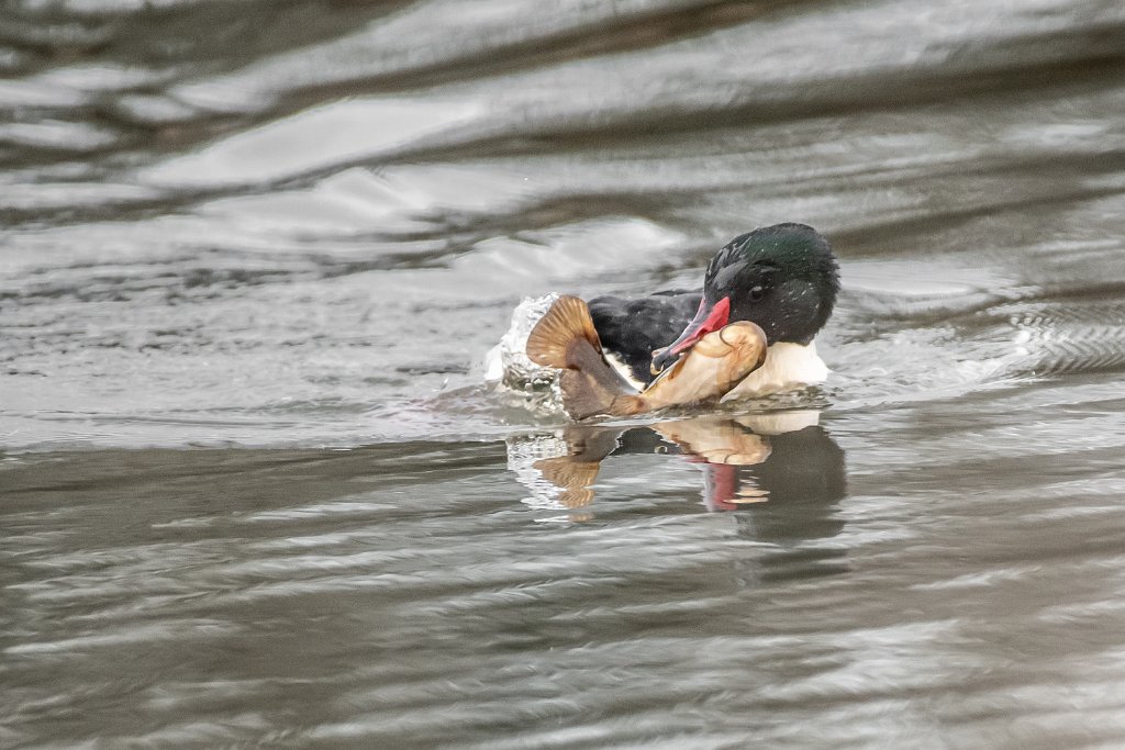 D85_4990.jpg - Common Merganser