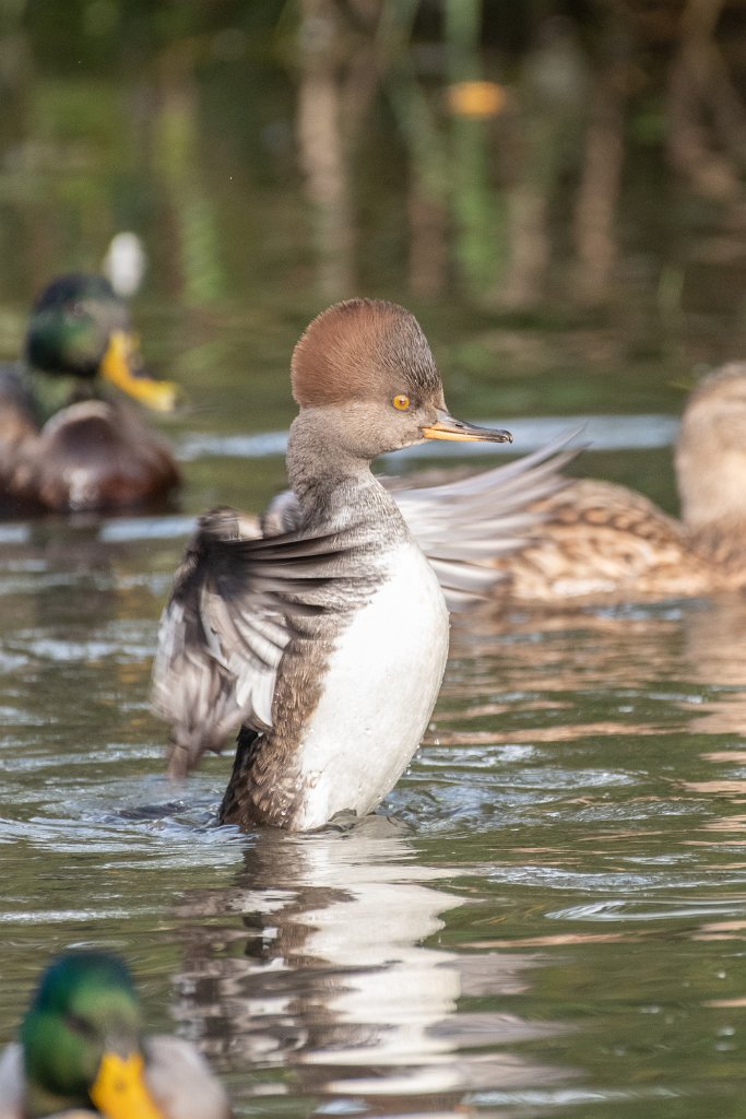 D85_5126.jpg - Hooded Merganser