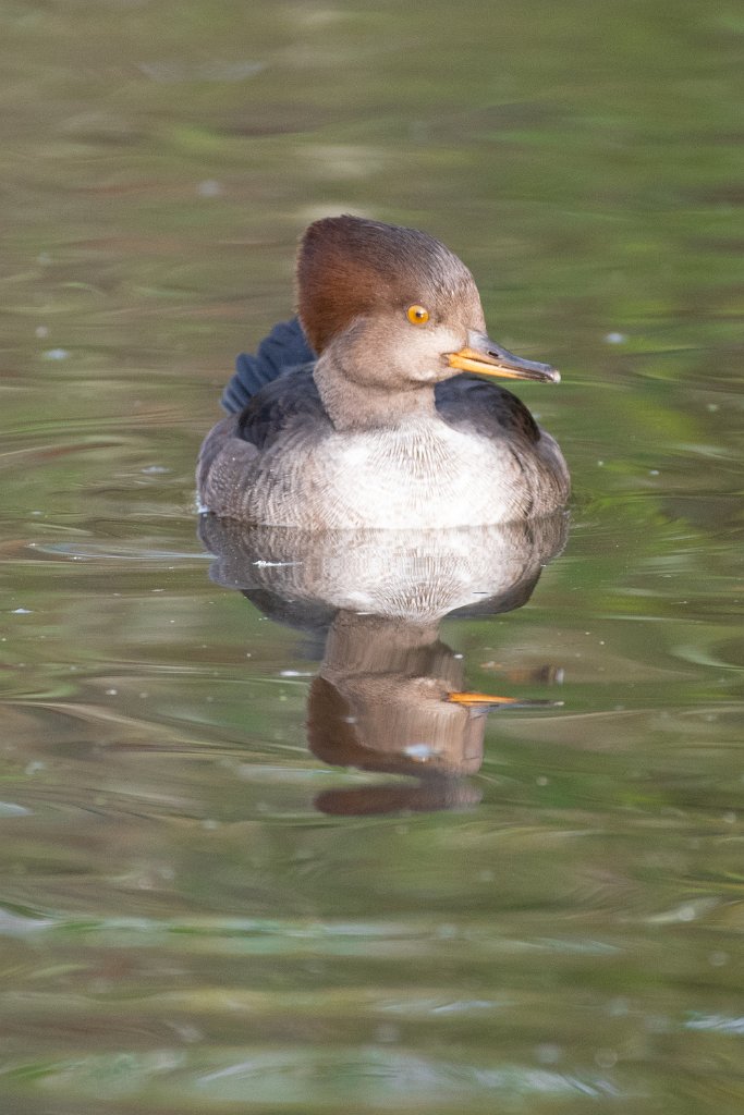 D85_5137.jpg - Hooded Merganser