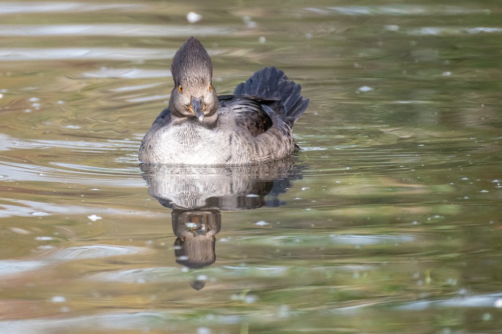 D85_5142.jpg - Hooded Merganser