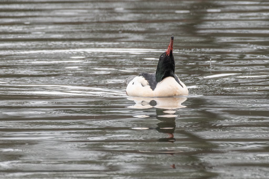 D85_6067.jpg - Common Merganser