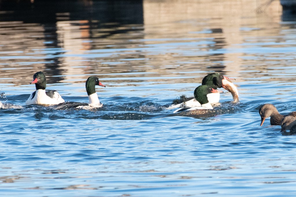 D85_6160.jpg - Common Merganser